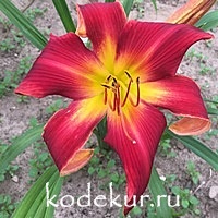 Hemerocallis My Heart Belongs to Daddy