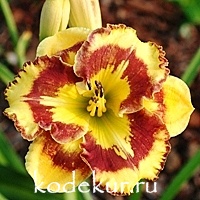 Hemerocallis New Paradigm