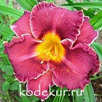 Hemerocallis Night Whispers