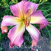 Hemerocallis North Wind Dancer