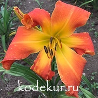 Hemerocallis Orange Clown