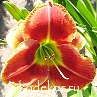 Hemerocallis Pagans Ritual