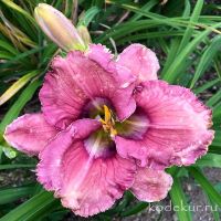 Hemerocallis Paul’s Eye