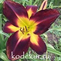 Hemerocallis Persian Ruby