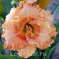 Hemerocallis Pineapple Moon