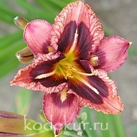 Hemerocallis Pirates Prism