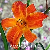 Hemerocallis Primal Scream