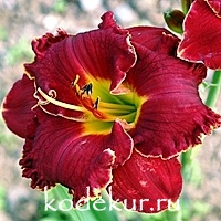 Hemerocallis Red Bull