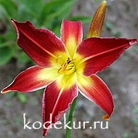 Hemerocallis Red Suspenders