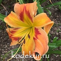 Hemerocallis Rodeo Clown