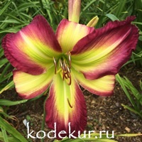 Hemerocallis Rose F. Kennedy