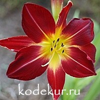 Hemerocallis Ruby spider