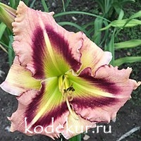 Hemerocallis Ruffled Prism