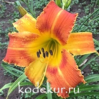 Hemerocallis Saber Tooth Tiger