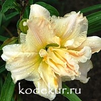 Hemerocallis Schnickel Fritz