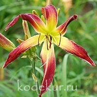 Hemerocallis Sergeant Major