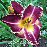 Hemerocallis Shaker