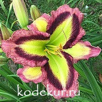 Hemerocallis Smiling Cobra