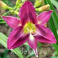 Hemerocallis Smoke Scream