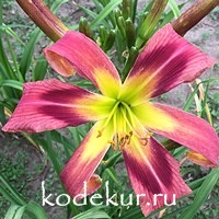 Hemerocallis Snufalufagus