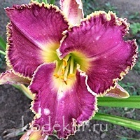 Hemerocallis Spinny Sea Urchin