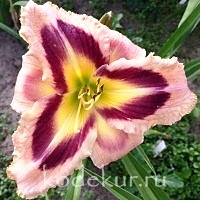 Hemerocallis Splash Dance