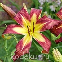 Hemerocallis Star Over Oz