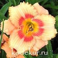 Hemerocallis Strauberry Candy