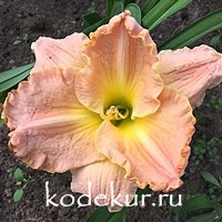 Hemerocallis The Hulk