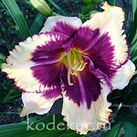 Hemerocallis Tiger Blood