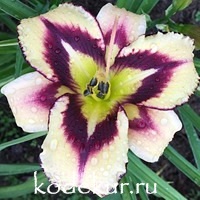 Hemerocallis Total Chaos