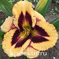 Hemerocallis Transitions