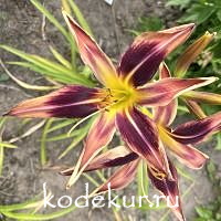 Hemerocallis Tusk