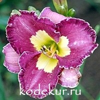 Hemerocallis Ultraviolet Mood