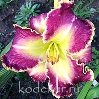 Hemerocallis Verdant Glow