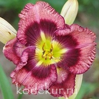 Hemerocallis Violet Valentine