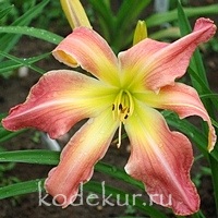 Hemerocallis Webster’s Pink Wonder