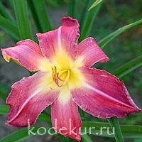 Hemerocallis White Eyes Pink Dragon