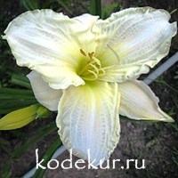 Hemerocallis White Temptation