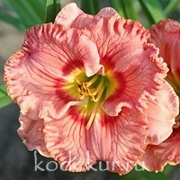 Hemerocallis Wild Cherry Round Up