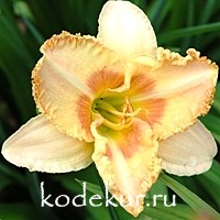 Hemerocallis Wisest of Wizards