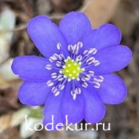 Hepatica transsilvanica Blue Dream