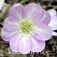 Hepatica niobilis var. pyrenaica Harlekin Rosa