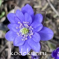 Печёночница благородная JP синяя