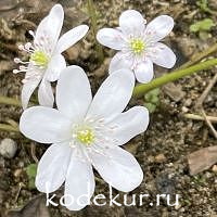 Печёночница благородная Жемчуг