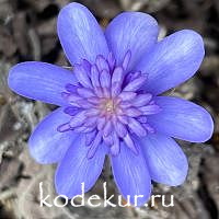 Hepatica transsilvanica Konny Greenfield