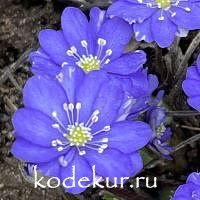 Печёночница благородная Псковская красавица
