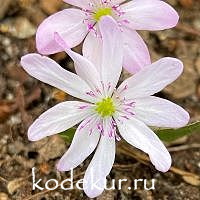 Hepatica transsilvanica Schwanensee