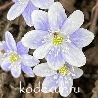 Печёночница благородная Тихий омут
