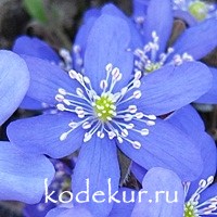 Hepatica niobilis